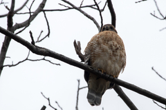 Buteo lineatus lineatus