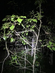 Auranticarpa rhombifolia