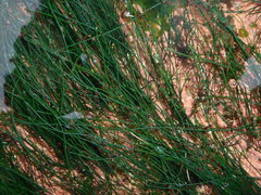 Chaetomorpha melagonium