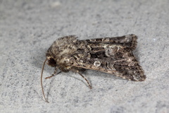 Acronicta megacephala