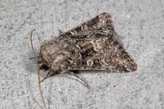 Acronicta megacephala