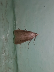 Scirpophaga nivella