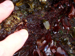 Rhodochorton purpureum