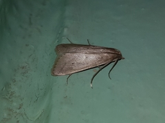 Scirpophaga nivella