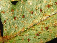 Polystichum lepidocaulon