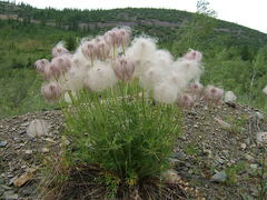Pulsatilla dahurica