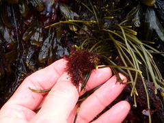 Vertebrata lanosa