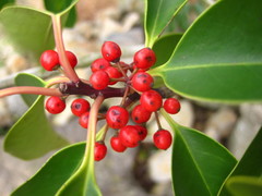 Ilex rotunda