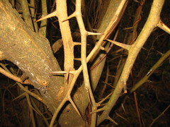 Maclura tricuspidata