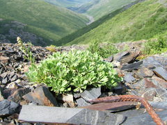 Artemisia lagocephala