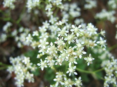 Micranthes punctata