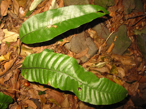Neocheiropteris ensata iNat (1)