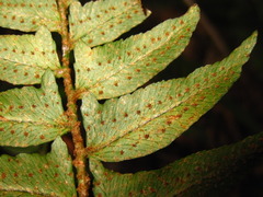 Polystichum lepidocaulon