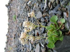 Micranthes punctata