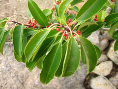 Ilex rotunda