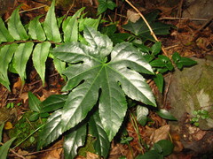 Fatsia japonica