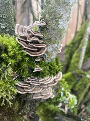 Trametes versicolor