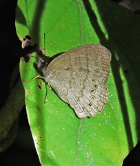 Paryphthimoides poltys