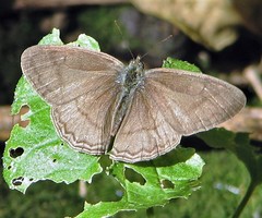 Paryphthimoides poltys