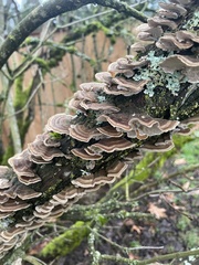Trametes versicolor
