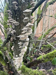 Trametes versicolor