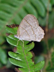 Paryphthimoides poltys