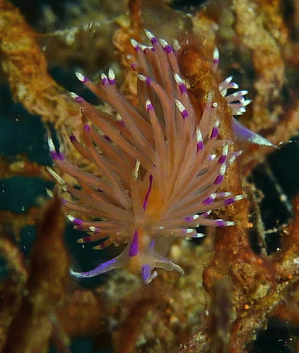 Unidentia aliciae