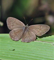 Paryphthimoides poltys