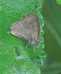 Paryphthimoides poltys