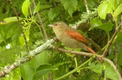 Cranioleuca subcristata