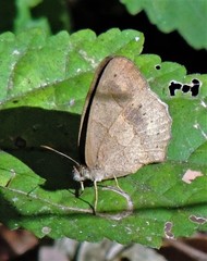 Paryphthimoides poltys