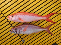 Rusty Jobfish photo 1