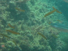 Halichoeres californicus