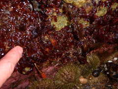 Erythrodermis traillii