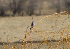 Cyanocitta cristata