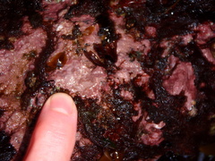 Clathromorphum circumscriptum