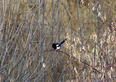 Pica hudsonia