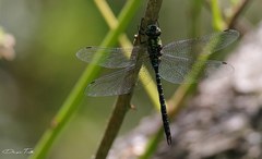 Rhionaeschna planaltica