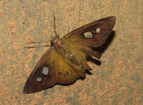 Porphyrogenes probus