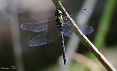 Rhionaeschna planaltica