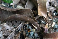 Traumatomutilla inermis