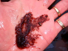 Antithamnionella floccosa