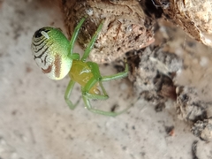 Bijoaraneus praesignis