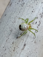 Bijoaraneus praesignis
