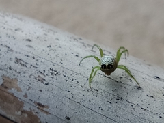 Bijoaraneus praesignis