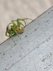 Bijoaraneus praesignis