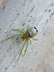 Bijoaraneus praesignis