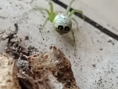 Bijoaraneus praesignis