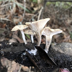 Clitocybe salmonilamella