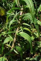 Brickellia eupatorioides corymbulosa